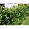 Kirsebærlaurbær 'Genolia' Prunus Laurocerasus 'Genolia' Med Klump,- 175-200 Cm. -Osmo Salgsbutik mi2852 prunus laurocerasus mano 9b3c