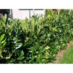 Kirsebærlaurbær 'Genolia' Prunus Laurocerasus 'Genolia' Med Klump,- 125-150 Cm.