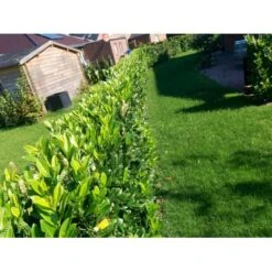 Kirsebærlaurbær 'Genolia' Prunus Laurocerasus 'Genolia' Med Klump,- 150-175 Cm. -Osmo Salgsbutik mi2852 prunus laurocerasus mano 9f97 4