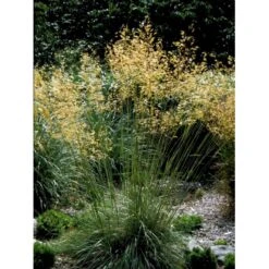 Kæmpefjergræs Stipa Gigantea Potte 2 Liter. -Osmo Salgsbutik mi2869 stipa gigantea 2a01