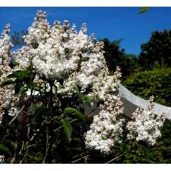 'Beauty Of Moscow' Syringa Vul.'Beauty Of Moscow' (storblomstrende) Med Klump,- 150-175 Cm. 11 'Beauty Of Moscow' Syringa Vul.'Beauty Of Moscow' (storblomstrende) Med Klump,- 150-175 Cm. -Osmo Salgsbutik mi2879 syringa vulgaris beauty of moscow 2eac