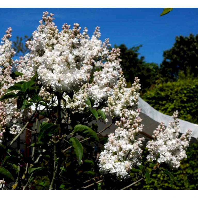 'Beauty Of Moscow' Syringa Vul.'Beauty Of Moscow' (storblomstrende) Med Klump,- 150-175 Cm. 6 'Beauty Of Moscow' Syringa Vul.'Beauty Of Moscow' (storblomstrende) Med Klump,- 150-175 Cm. - Billede 4