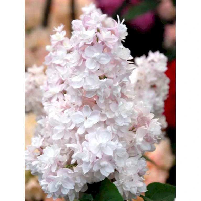 'Beauty Of Moscow' Syringa Vul.'Beauty Of Moscow' (storblomstrende) Med Klump,- 150-175 Cm. 5 'Beauty Of Moscow' Syringa Vul.'Beauty Of Moscow' (storblomstrende) Med Klump,- 150-175 Cm. - Billede 3