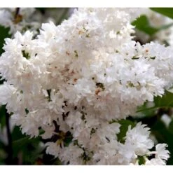 'Beauty Of Moscow' Syringa Vul.'Beauty Of Moscow' (storblomstrende) Med Klump,- 150-175 Cm. 13 'Beauty Of Moscow' Syringa Vul.'Beauty Of Moscow' (storblomstrende) Med Klump,- 150-175 Cm. -Osmo Salgsbutik mi2879 syringa vulgaris beauty of moscow bf1e