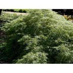 Japansk Dværgahorn Acer Palmatum Dissectum Potte 10 Liter 40-50 Cm. 14 Japansk Dværgahorn Acer Palmatum Dissectum Potte 10 Liter 40-50 Cm. -Osmo Salgsbutik mi2889 acer palmatum dissectum 0a86