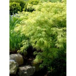 Japansk Dværgahorn Acer Palmatum Dissectum Potte 10 Liter 40-50 Cm. 15 Japansk Dværgahorn Acer Palmatum Dissectum Potte 10 Liter 40-50 Cm. -Osmo Salgsbutik mi2889 acer palmatum dissectum 2657