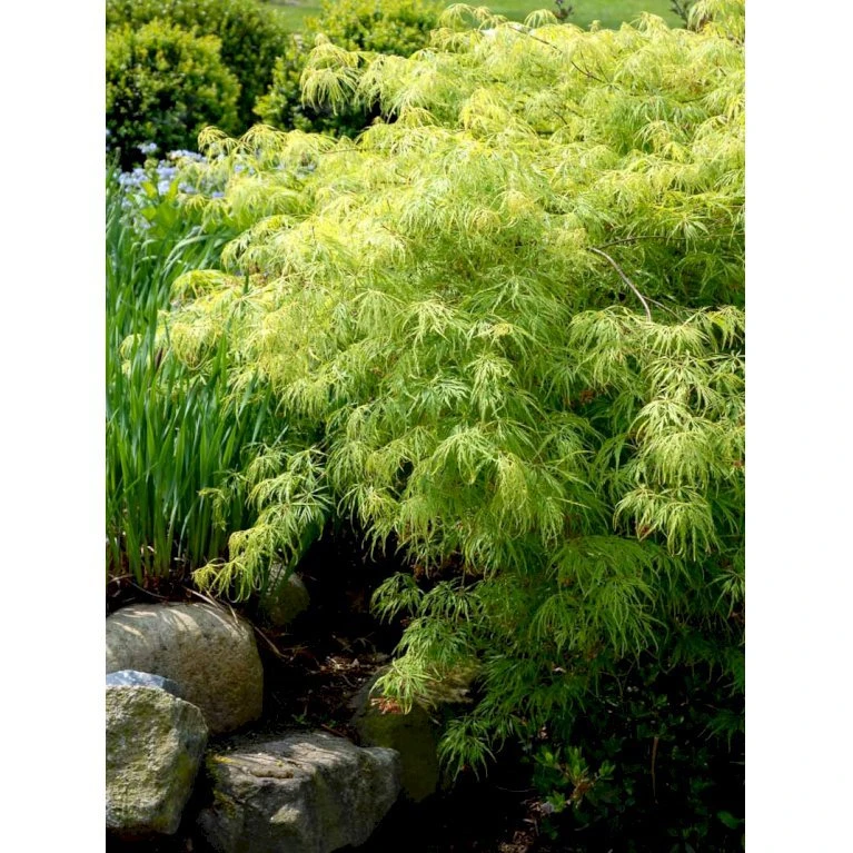 Japansk Dværgahorn Acer Palmatum Dissectum Potte 10 Liter 40-50 Cm. 7 Japansk Dværgahorn Acer Palmatum Dissectum Potte 10 Liter 40-50 Cm. - Billede 5