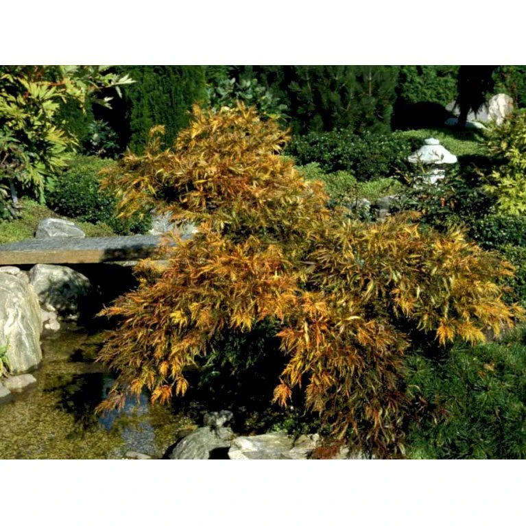 Japansk Dværgahorn Acer Palmatum Dissectum Potte 10 Liter 40-50 Cm. 8 Japansk Dværgahorn Acer Palmatum Dissectum Potte 10 Liter 40-50 Cm. - Billede 6