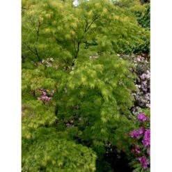 Japansk Dværgahorn Acer Palmatum Dissectum Potte 10 Liter 40-50 Cm. 19 Japansk Dværgahorn Acer Palmatum Dissectum Potte 10 Liter 40-50 Cm. -Osmo Salgsbutik mi2889 acer palmatum dissectum b23a