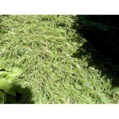 Japansk Dværgahorn Acer Palmatum Dissectum Potte 10 Liter 40-50 Cm. 13 Japansk Dværgahorn Acer Palmatum Dissectum Potte 10 Liter 40-50 Cm. -Osmo Salgsbutik mi2889 acer palmatum dissectum c564