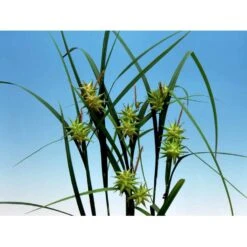 Morgenstjernestar Carex Grayi 1 Liter Potte