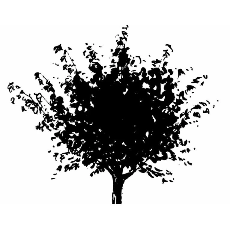 Japansk Ahorn Acer Palmatum Med Klump,- 150-175 Cm. 5 Japansk Ahorn Acer Palmatum Med Klump,- 150-175 Cm. - Billede 3