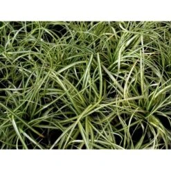 Star 'Evergold' Carex Oshimensis 'Evergold' Potte 2 Liter. -Osmo Salgsbutik mi2991 carex oshimensis evergold 3782