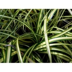 Star 'Evergold' Carex Oshimensis 'Evergold' Potte 2 Liter. -Osmo Salgsbutik mi2991 carex oshimensis evergold 477d