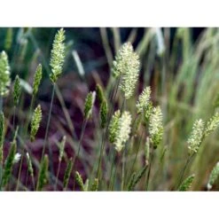 Klitkambunke Koeleria Glauca Potte 2,0 Liter,- 25-30 Cm. -Osmo Salgsbutik mi2993 koeleria glauca 4413