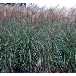 Lav Elefantgræs 'Dronning Ingrid' Miscanthus Sinensis 'Dronning Ingrid' 3,0 Liter Potte -Osmo Salgsbutik mi3000 miscanthus sinensis dronning ingrid 0270