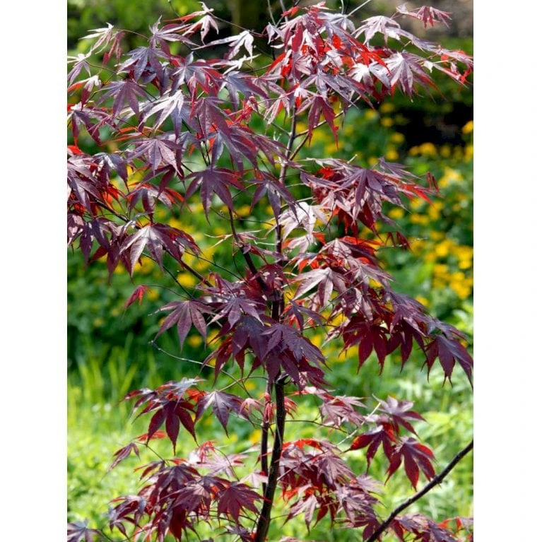 Japansk Ahorn 'Bloodgood' Acer Palmatum 'Bloodgood' Potte 10 Liter,- 60-80 Cm. 11 Japansk Ahorn 'Bloodgood' Acer Palmatum 'Bloodgood' Potte 10 Liter,- 60-80 Cm. - Billede 9