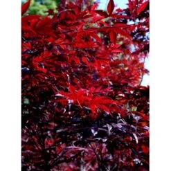 Japansk Ahorn 'Bloodgood' Acer Palmatum 'Bloodgood' Potte 10 Liter,- 60-80 Cm. 18 Japansk Ahorn 'Bloodgood' Acer Palmatum 'Bloodgood' Potte 10 Liter,- 60-80 Cm. -Osmo Salgsbutik mi3001 acer palmatum bloodgood 25f2