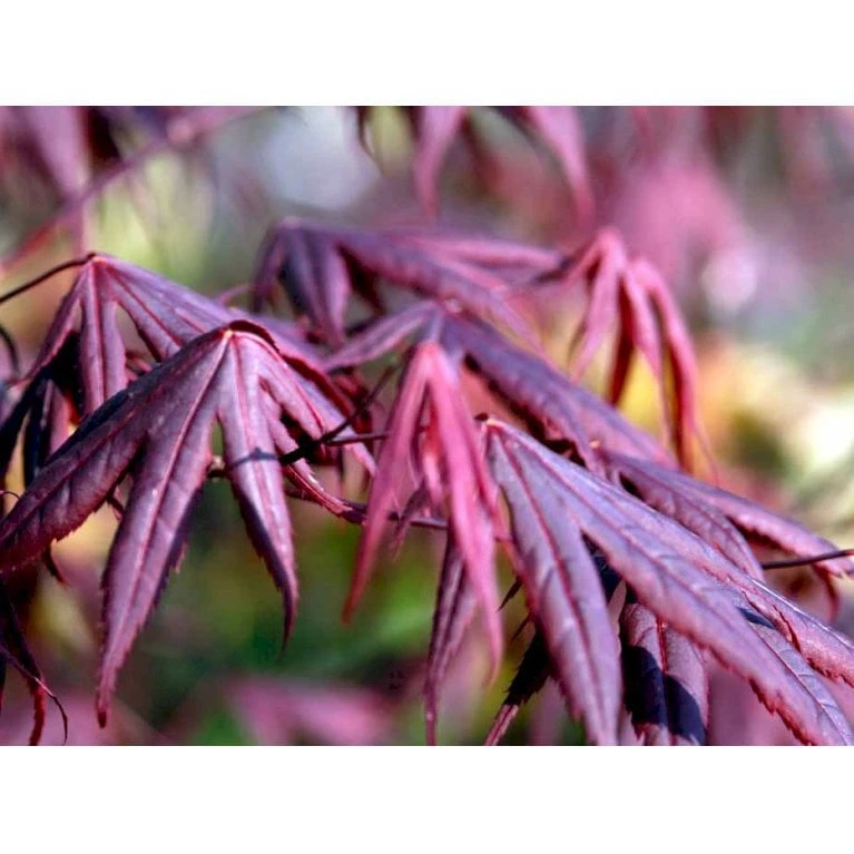 Japansk Ahorn 'Bloodgood' Acer Palmatum 'Bloodgood' Potte 10 Liter,- 60-80 Cm. 9 Japansk Ahorn 'Bloodgood' Acer Palmatum 'Bloodgood' Potte 10 Liter,- 60-80 Cm. - Billede 7