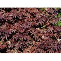 Japansk Ahorn 'Bloodgood' Acer Palmatum 'Bloodgood' Potte 10 Liter,- 60-80 Cm. 22 Japansk Ahorn 'Bloodgood' Acer Palmatum 'Bloodgood' Potte 10 Liter,- 60-80 Cm. -Osmo Salgsbutik mi3001 acer palmatum bloodgood e4ce