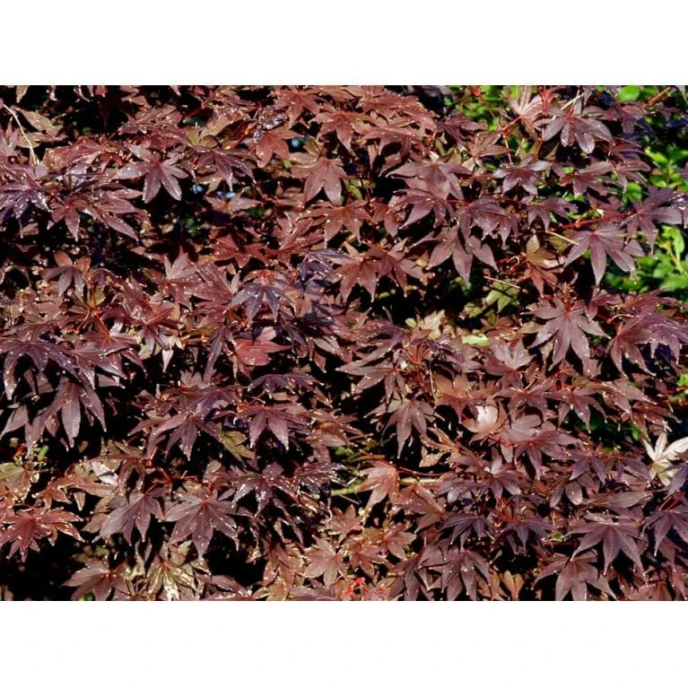 Japansk Ahorn 'Bloodgood' Acer Palmatum 'Bloodgood' Potte 10 Liter,- 60-80 Cm. 12 Japansk Ahorn 'Bloodgood' Acer Palmatum 'Bloodgood' Potte 10 Liter,- 60-80 Cm. - Billede 10