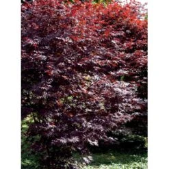 Japansk Ahorn 'Bloodgood' Acer Palmatum 'Bloodgood' Potte 10 Liter,- 60-80 Cm. 23 Japansk Ahorn 'Bloodgood' Acer Palmatum 'Bloodgood' Potte 10 Liter,- 60-80 Cm. -Osmo Salgsbutik mi3001 acer palmatum bloodgood f8c0