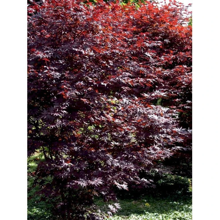 Japansk Ahorn 'Bloodgood' Acer Palmatum 'Bloodgood' Potte 10 Liter,- 60-80 Cm. 13 Japansk Ahorn 'Bloodgood' Acer Palmatum 'Bloodgood' Potte 10 Liter,- 60-80 Cm. - Billede 11