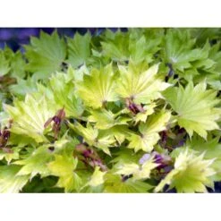Viftebladet Løn Acer Shirasawanum 'Aureum' Potte 4,0 Liter,- 30-40 Cm. -Osmo Salgsbutik mi3002 acer shirasawanum aureum 031f