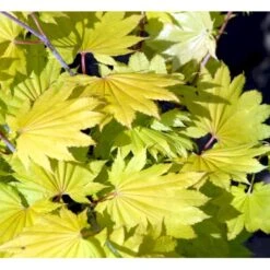 Viftebladet Løn Acer Shirasawanum 'Aureum' Potte 4,0 Liter,- 30-40 Cm. -Osmo Salgsbutik mi3002 acer shirasawanum aureum 8d5f