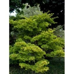 Viftebladet Løn Acer Shirasawanum 'Aureum' Potte 4,0 Liter,- 30-40 Cm. -Osmo Salgsbutik mi3002 acer shirasawanum aureum 9cd3