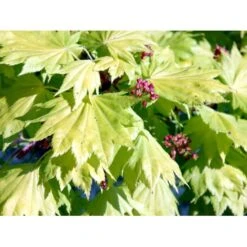 Viftebladet Løn Acer Shirasawanum 'Aureum' Potte 4,0 Liter,- 30-40 Cm. -Osmo Salgsbutik mi3002 acer shirasawanum aureum abbb