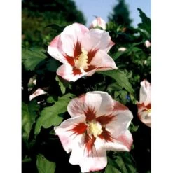 Syrisk Rose 'Hamabo' Hibiscus Syriacus 'Hamabo' Potte 2,0 Liter,- 30-40 Cm. -Osmo Salgsbutik mi3014 hibiscus syriacus hamabo 19a5