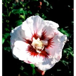 Syrisk Rose 'Helene' Hibiscus Syriacus 'Helene' Potte 4,0 Liter,- 50-60 Cm. 7 Syrisk Rose 'Helene' Hibiscus Syriacus 'Helene' Potte 4,0 Liter,- 50-60 Cm. -Osmo Salgsbutik mi3015 hibiscus syriacus helene 502d