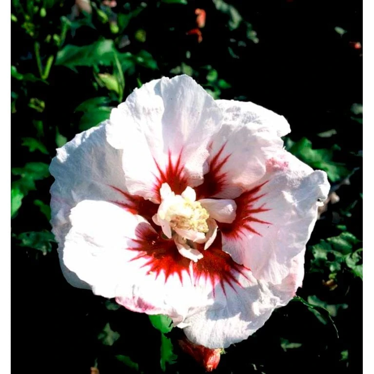 Syrisk Rose 'Helene' Hibiscus Syriacus 'Helene' Potte 4,0 Liter,- 50-60 Cm. 5 Syrisk Rose 'Helene' Hibiscus Syriacus 'Helene' Potte 4,0 Liter,- 50-60 Cm. - Billede 3