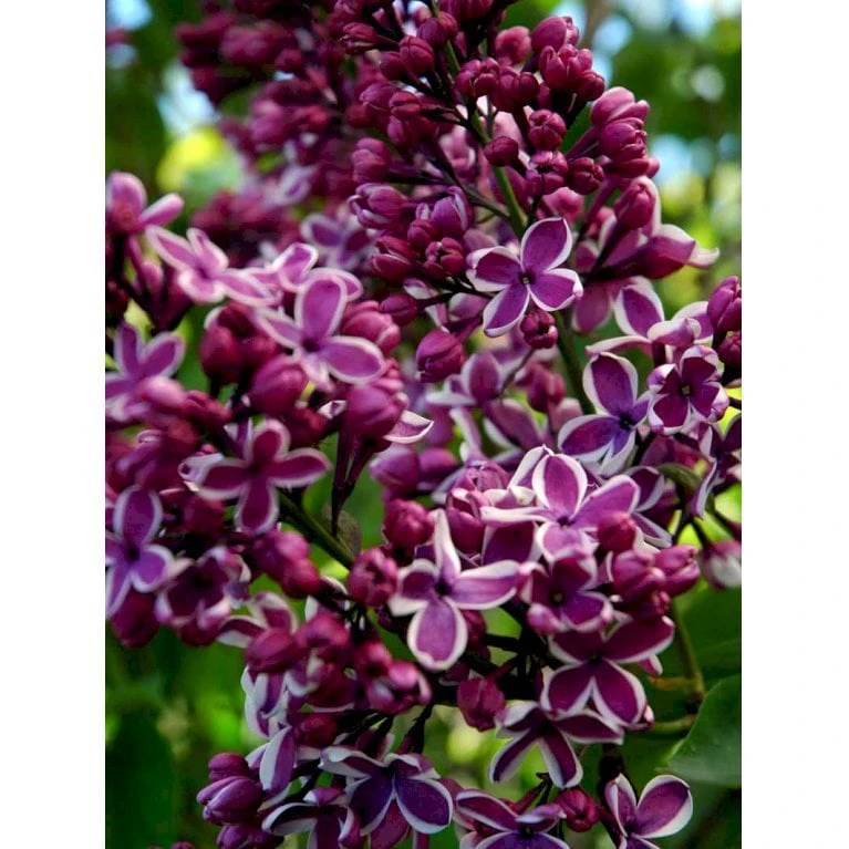 'Sensation' Syringa Vul. 'Sensation' (storblomstrende) Med Klump,- 125-150 Cm. 6 'Sensation' Syringa Vul. 'Sensation' (storblomstrende) Med Klump,- 125-150 Cm. - Billede 4