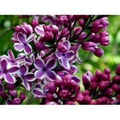 'Sensation' Syringa Vul. 'Sensation' (storblomstrende) Med Klump,- 125-150 Cm. 8 'Sensation' Syringa Vul. 'Sensation' (storblomstrende) Med Klump,- 125-150 Cm. -Osmo Salgsbutik mi3025 syringa vulgaris sensation 5bbd