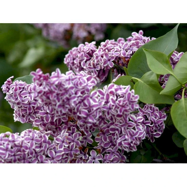 'Sensation' Syringa Vul. 'Sensation' (storblomstrende) Med Klump,- 125-150 Cm. 3 'Sensation' Syringa Vul. 'Sensation' (storblomstrende) Med Klump,- 125-150 Cm.