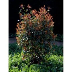 Glansmispel 'Red Robin' Photinia Fraseri 'Red Robin' Potte 2,0 Liter,- 30-40 Cm. -Osmo Salgsbutik mi3043 photinia fraseri red robin 3a11