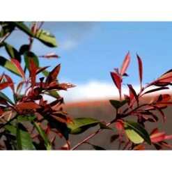 Glansmispel 'Red Robin' Photinia Fraseri 'Red Robin' Potte 2,0 Liter,- 30-40 Cm. -Osmo Salgsbutik mi3043 photinia fraseri red robin 4a5c