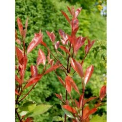 Glansmispel 'Red Robin' Photinia Fraseri 'Red Robin' Potte 2,0 Liter,- 30-40 Cm. -Osmo Salgsbutik mi3043 photinia fraseri red robin b884