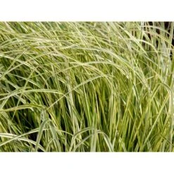 Rørhvene 'Overdam' Calamagrostis Acutiflora 'Overdam' 1 Liter Potte -Osmo Salgsbutik mi3089 calamagrostis acutiflora overdam 0563