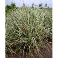 Rørhvene 'Overdam' Calamagrostis Acutiflora 'Overdam' 1 Liter Potte -Osmo Salgsbutik mi3089 calamagrostis acutiflora overdam 3b96