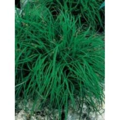 Star 'The Beatles' Carex Ornithopoda 'The Beatles' 1 Liter Potte -Osmo Salgsbutik mi3090 carex caryophyllea the beatles 0c8a