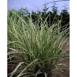 Stribet Elefantgræs 'Variegatus' Miscanthus Sinensis 'Variegatus' 3,0 Liter Potte -Osmo Salgsbutik mi3092 miscanthus sinensis variegatus c7b6