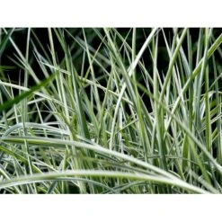 Stribet Elefantgræs 'Variegatus' Miscanthus Sinensis 'Variegatus' 3,0 Liter Potte -Osmo Salgsbutik mi3092 miscanthus sinensis variegatus c988