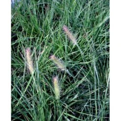 Lampepudsergræs 'Little Bunny' Pennisetum Alopecuroides 'Little Bunny' Potte 2 Liter. -Osmo Salgsbutik mi3096 pennisetum alopecuroides little bunny daff