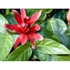 Kanelbusk Calycanthus Floridus Trådklump,- 125-150 Cm. -Osmo Salgsbutik mi3112 calycanthus floridus 13fb
