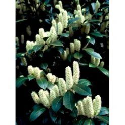 Kirsebærlaurbær 'Van Nes' Prunus Laurocerasus 'Van Nes' Med Klump,- 30-40 Cm. -Osmo Salgsbutik mi3120 prunus laurocerasus caucasica 0caa