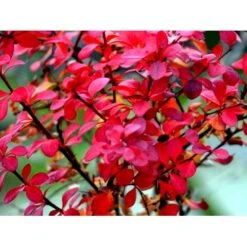 Grøn Berberis Til Hæk Berberis Thunbergii Solitær Busk 125-150 Cm., Med Klump -Osmo Salgsbutik mi312 berberis thunbergii 4072