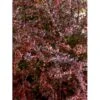 Rød Berberis Til Hæk Berberis Thunbergii 'Atropurpurea' Solitær Busk 125-150 Cm., Med Klump -Osmo Salgsbutik mi326 berberis thunbergii atropurpurea 4a0d